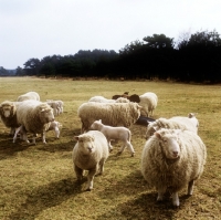Picture of poll dorset cross sheep ewes with lambs 