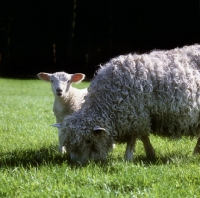 Picture of poll dorset cross sheep, lamb and ewe