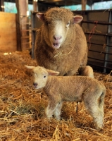 Picture of poll dorset ewe and lamb in barn