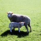 Picture of poll dorset ewe with her lamb