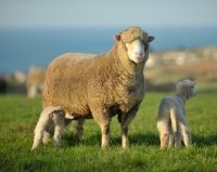 Picture of poll dorset ewe with lambs