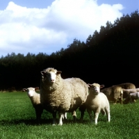 Picture of poll dorset ewe with two lambs