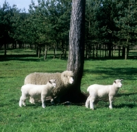 Picture of poll dorset ewe with two lambs