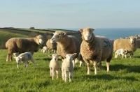 Picture of poll dorset ewes and lambs