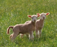 Picture of poll dorset lambs in field