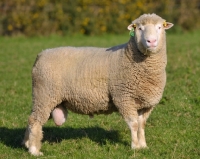 Picture of poll dorset ram