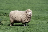 Picture of poll dorset sheep at congres farm