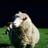 Picture of poll dorset sheep in field