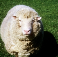 Picture of poll dorset sheep looking at camera