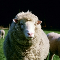 Picture of poll dorset sheep portrait