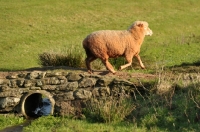 Picture of poll dorset walking over little bridge