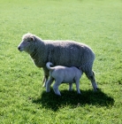 Picture of poll dorset with lamb suckling