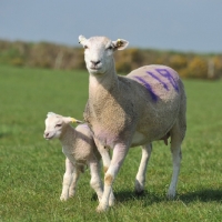Picture of Poll Dorset with lamb