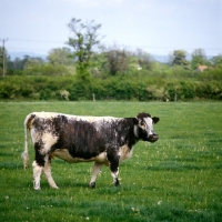 Picture of polled longhorn cow in field