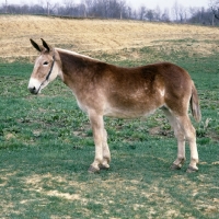Picture of polly, american show mule in indiana usa