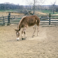 Picture of polly, american show mule pawing the ground in enclosure