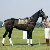 Picture of polo pony at smiths lawn