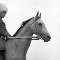 Picture of Polotli, akhal teke stallion with Turkmen rider 