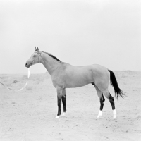 Picture of polotli, famous akhal teke stallion at ashkhabad stud farm