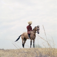 Picture of polotli, famous akhal teke stallion with lone rider in traditional turkmen clothes