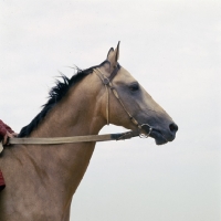 Picture of polotli, famous akhal teke stallion head and shoulders 