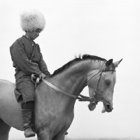 Picture of Polotli, famous akhal teke stallion with mouth open, eyes shut