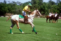 Picture of polo