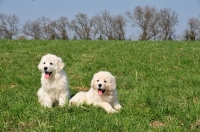 Picture of Polski Owcarek Podhalanski puppies in kennel "von der Bockenbuscher Eiche"