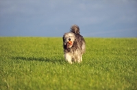 Picture of Polski Owzcarek Nizinny retrieving ball