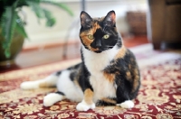 Picture of polydactyl cat sitting up on rug