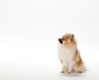 Picture of Pomeranian (aka dwarf spitz, german miniature spitz, zwergspitz, pommie) puppy