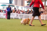 Picture of Pomeranian dog and young handler competing in YKC ring at Crufts 2012