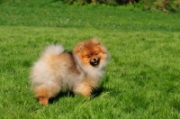 Picture of Pomeranian in field