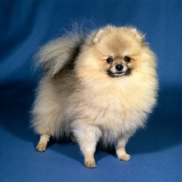 Picture of pomeranian looking at camera 