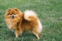 Picture of Pomeranian on grass