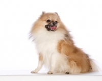 Picture of pomeranian on white background