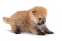 Picture of Pomeranian puppy in studio