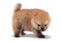 Picture of Pomeranian puppy on white background, looking down