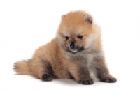 Picture of Pomeranian puppy on white background