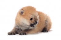 Picture of Pomeranian puppy on white background, lying down