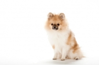 Picture of Pomeranian puppy on white background