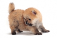 Picture of Pomeranian puppy on white background, looking down