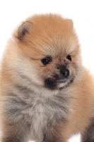 Picture of Pomeranian puppy portrait