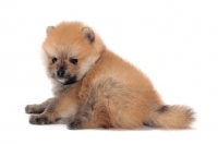Picture of Pomeranian puppy sitting on white background