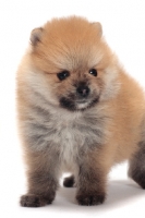 Picture of Pomeranian puppy standing on white background