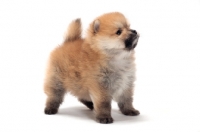 Picture of Pomeranian puppy standing on white background