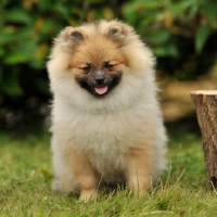 Picture of pomeranian, puppy