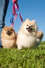Picture of Pomeranians on lead