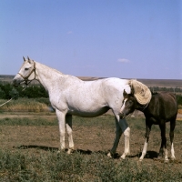 Picture of pompeja, tersk grey mare and her foal at stavropol stud farm