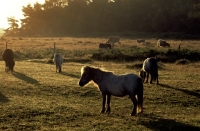 Picture of ponies at dawn